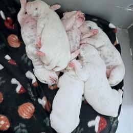 Female 1 - White and black female Dalmatian puppy in Louisa, Virginia from Dalmatian Creation LLC