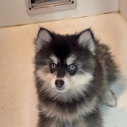 Beck - Black and white male Pomsky puppy in Spring Hill, Florida from PDQ Pomskies