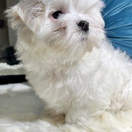 Maltese Puppies from Platinum Dunes Maltese
