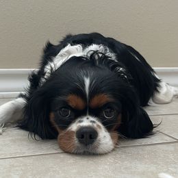 Maggie - Cavalier King Charles Spaniel