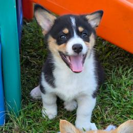 Bonsai - Black and tan female Pembroke Welsh Corgi puppy in Rensselaer, Indiana from Sharand MAS and Pembroke Welsh Corgis