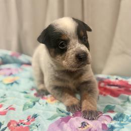 Tully - Blue speckled female Australian Cattle Dog puppy in Rosharon, Texas from 4Surge Cattle Dogs