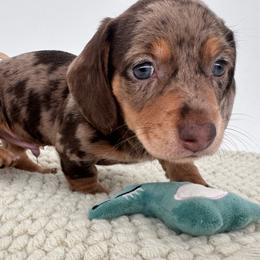 Jack - Dapple male Dachshund puppy in Ben Wheeler, Texas from P&P Dachshunds