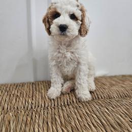 Mr Blue - Red male Labradoodle puppy in Payson, Utah from Utah County Labradoodles