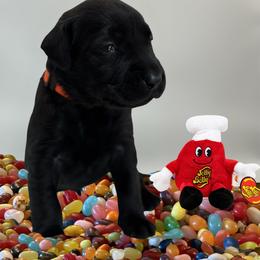 Tangerine - Black male Labrador Retriever puppy in Water Valley, Mississippi from Three Lakes Labs & WHDs