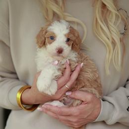 Champ - Red male Bernedoodle puppy in Jackson, Missouri from Pincksten Family Doodles
