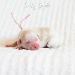 Pink Collar Girl - Caramel ice female Australian Labradoodle puppy in Thousand Oaks, California from Lovely Doodle Lane