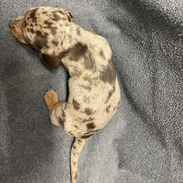 Dachshund Puppies from Waite's Dachshunds
