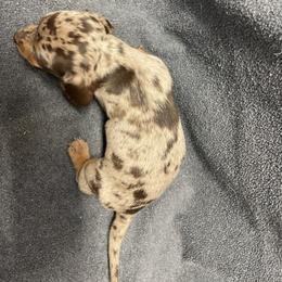 Dachshund Puppies from Waite's Dachshunds
