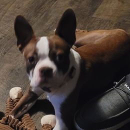 Charlie - Boston Terrier
