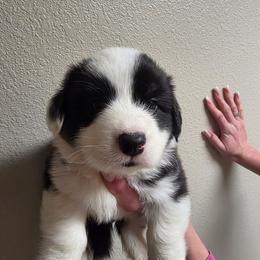 Olaf - Black and white male Cardigan Welsh Corgi puppy in Atascadero, California from California Corgis and Kunes