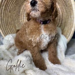 Goldie - Cream female Goldendoodle puppy in Cleveland, Georgia from The O.G. Doodles