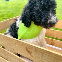 Goldendoodle and Poodle Puppies from SnickerDoodlePups