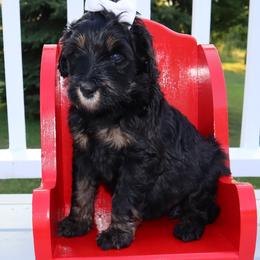 Bernedoodle and Goldendoodle Puppies from Angie's Goldendoodles/Angies doodles LLC
