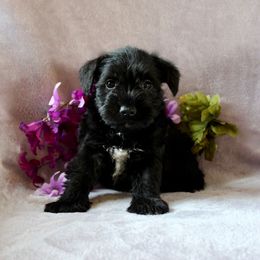 Miniature Schnauzer and Poodle Puppies from Schaible Schnauzers