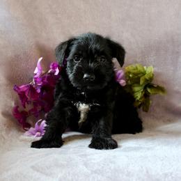 Miniature Schnauzer and Poodle Puppies from Schaible Schnauzers