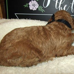 Goldendoodle and Poodle Puppies from David & Patricia Elliott