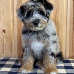 Scout - Blue merle male Bordoodle puppy in West Valley City, Utah from Tucker Bordoodles