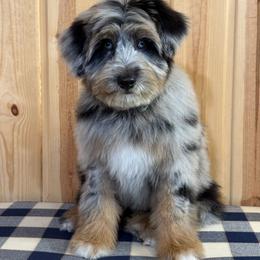 Scout - Blue merle male Bordoodle puppy in West Valley City, Utah from Tucker Bordoodles
