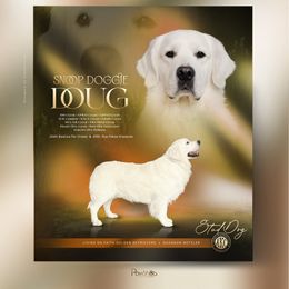 Doug - Golden Retriever