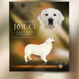 Doug - Golden Retriever