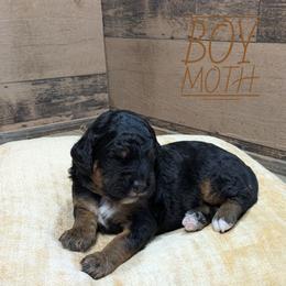 Moth - Phantom male Bernedoodle puppy in Cambridge, Minnesota from Country Meadow Doodles