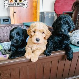 Goldendoodle and Shihpoo Puppies from Stormie's Doodles