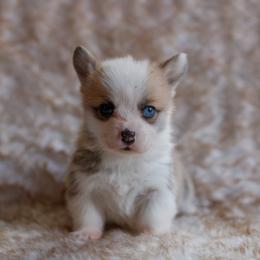 Girl 5 - Red female Pembroke Welsh Corgi puppy in La Grange, Wyoming from Merrygold Corgis
