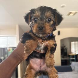 Dark Blue - Black and tan female Yorkshire Terrier puppy in North Las Vegas, Nevada from KD's Yorkshire Terriers