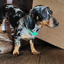 Dachshund All Grown Up from Sausage Squad Kennels