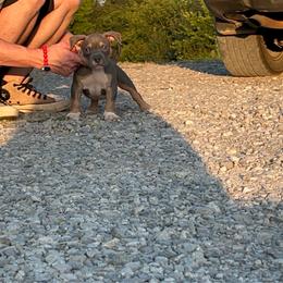 Sundance - Blue tri-color male American Bully puppy in Orlinda, Tennessee from SimplyBullies