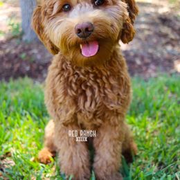 Phoebe - Goldendoodle