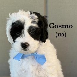Cosmo - Black and chalk male Australian Labradoodle puppy in Citrus Heights, California from Elite Blend Labradoodles