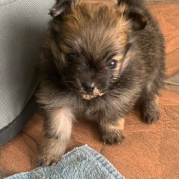 Girl 1 - Chocolate sable female Pomeranian puppy in Gotha, Florida from Jazzi’s Poms