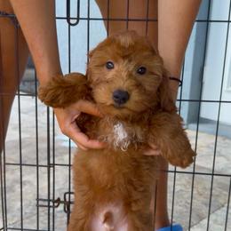 Cooper - Red  male Goldendoodle puppy in Brandon, Florida from Murphys Doodles