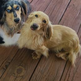 Bean - Dachshund