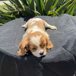 Cavalier King Charles Spaniel Puppies from Caveliers by Grace