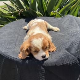 Cavalier King Charles Spaniel Puppies from Caveliers by Grace