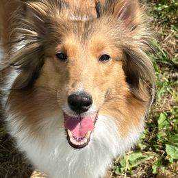 Raynie - Shetland Sheepdog