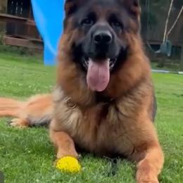 Boy 3 - Black and red male German Shepherd puppy in Wyoming, Michigan from Big Jones Kennels