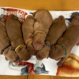 Boy 5 - Dark golden male Golden Retriever puppy in Marshfield, Missouri from Hilltop Kennel LLC