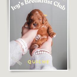Quiche - Red  male Goldendoodle puppy in New Lenox, Illinois from New Doods On The Block