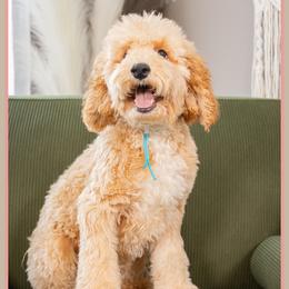 Eagle - Red and white male Cockapoo puppy in Connersville, Indiana from Deaz Doodle Ranch
