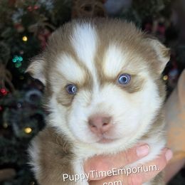 Rusty - Red and white male Pomsky puppy in Spring Hill, Florida from www.PuppyTimeEmporium.com