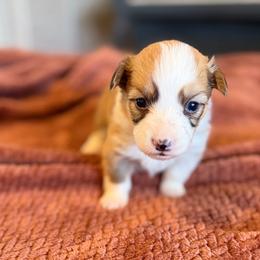 Sunny - Red female Pembroke Welsh Corgi puppy in Chubbuck, Idaho from Sunny J Corgis and Mini Americans