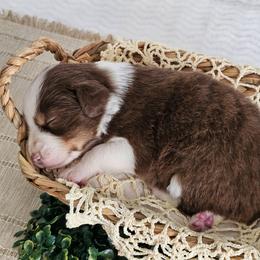 Rowen - Red tri-color female Australian Shepherd puppy in Mountain Grove, Missouri from K Bar H Farms
