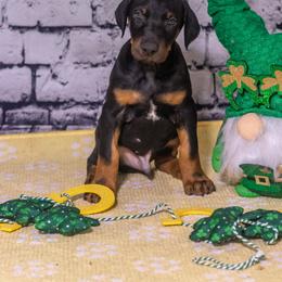 Mr B(brown boy) - Black and rust male Doberman Pinscher puppy in Shelby, North Carolina from IronBee Dobermans