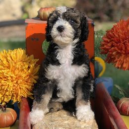 Assorted Doodle Crosses, Aussiedoodles, Bernedoodles, Old English Sheepdogs, and Poodles from Mountain Peak Doodles