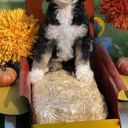 Assorted Doodle Crosses, Aussiedoodles, Bernedoodles, Old English Sheepdogs, and Poodles from Mountain Peak Doodles