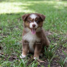 Envy - Red tri female Miniature Australian Shepherd puppy in Lacombe, Louisiana from Indigo River Aussies